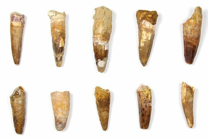 Lot: to Bargain Spinosaurus Teeth - Pieces #133402